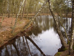 Vijver Diependel