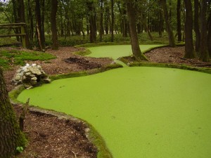 Middelste en linkervijver bij het pompstation